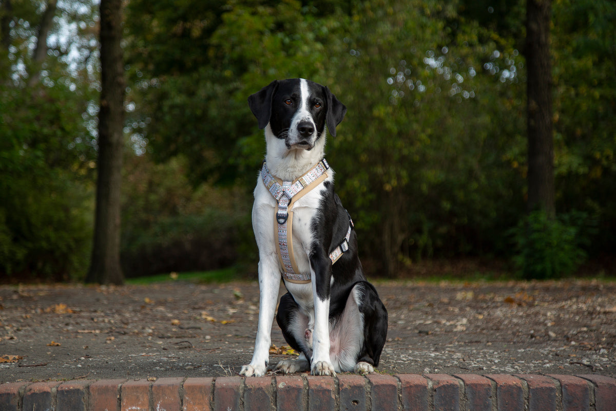 Y-Hundegeschirr / Brustgeschirr beige sand gemustert boho