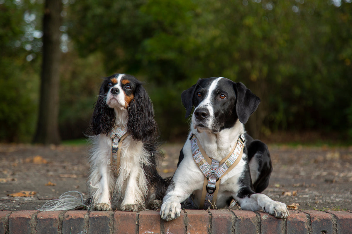 Y-Hundegeschirr / Brustgeschirr beige sand gemustert boho