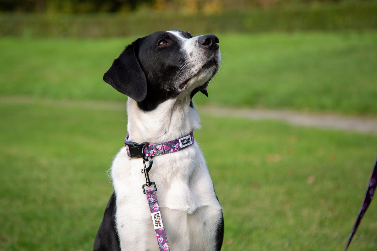Hundehalsband lila, rosa, pink Blumen gepolstert