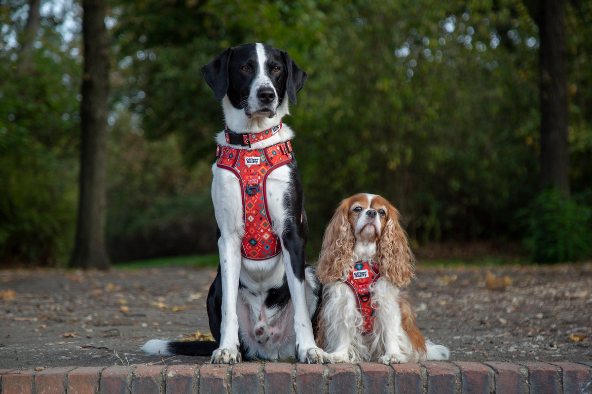 Hundehalsband rot orange geometrisches Muster gepolstert