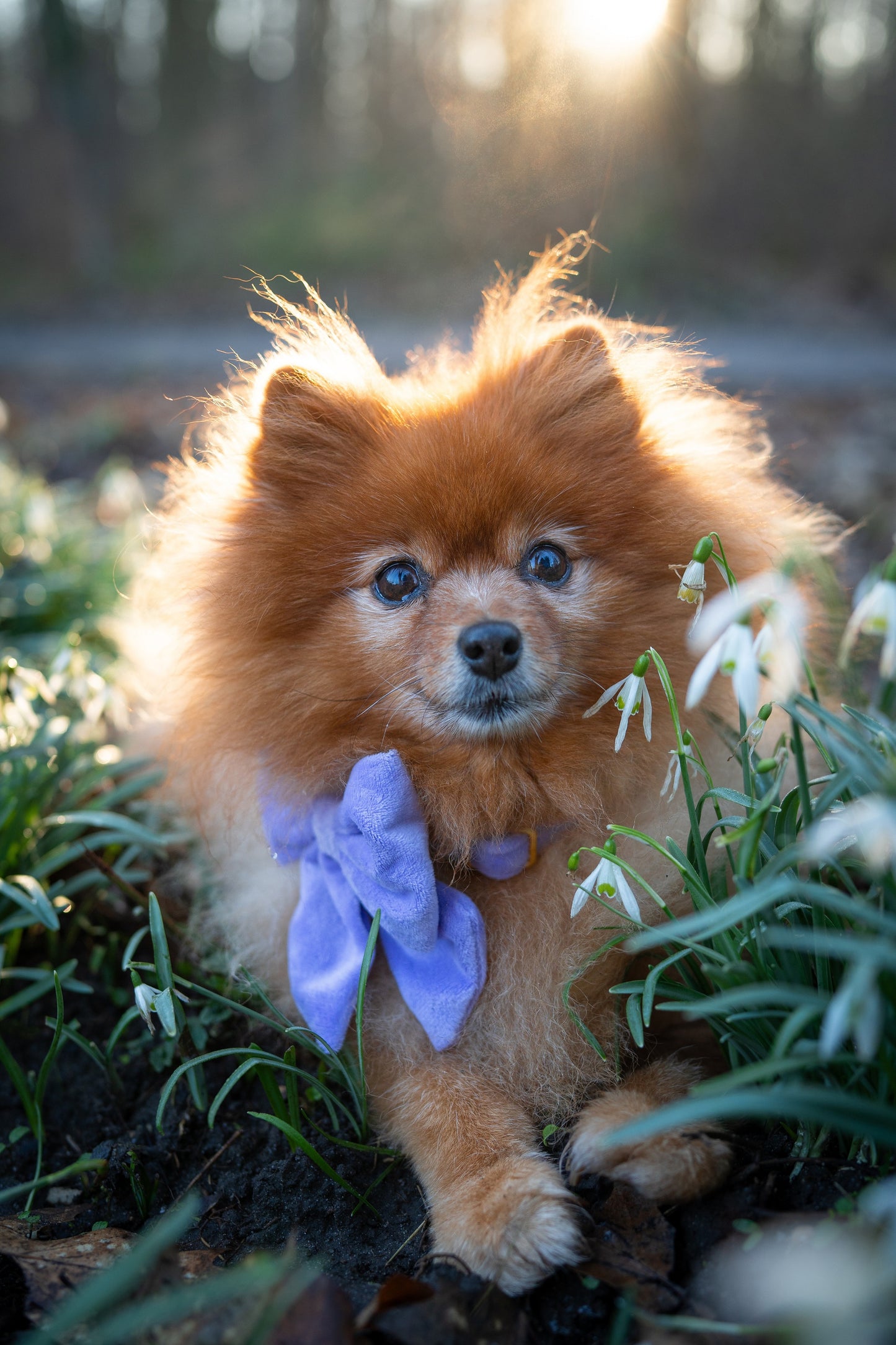 Hundehalsband Samt flieder lila