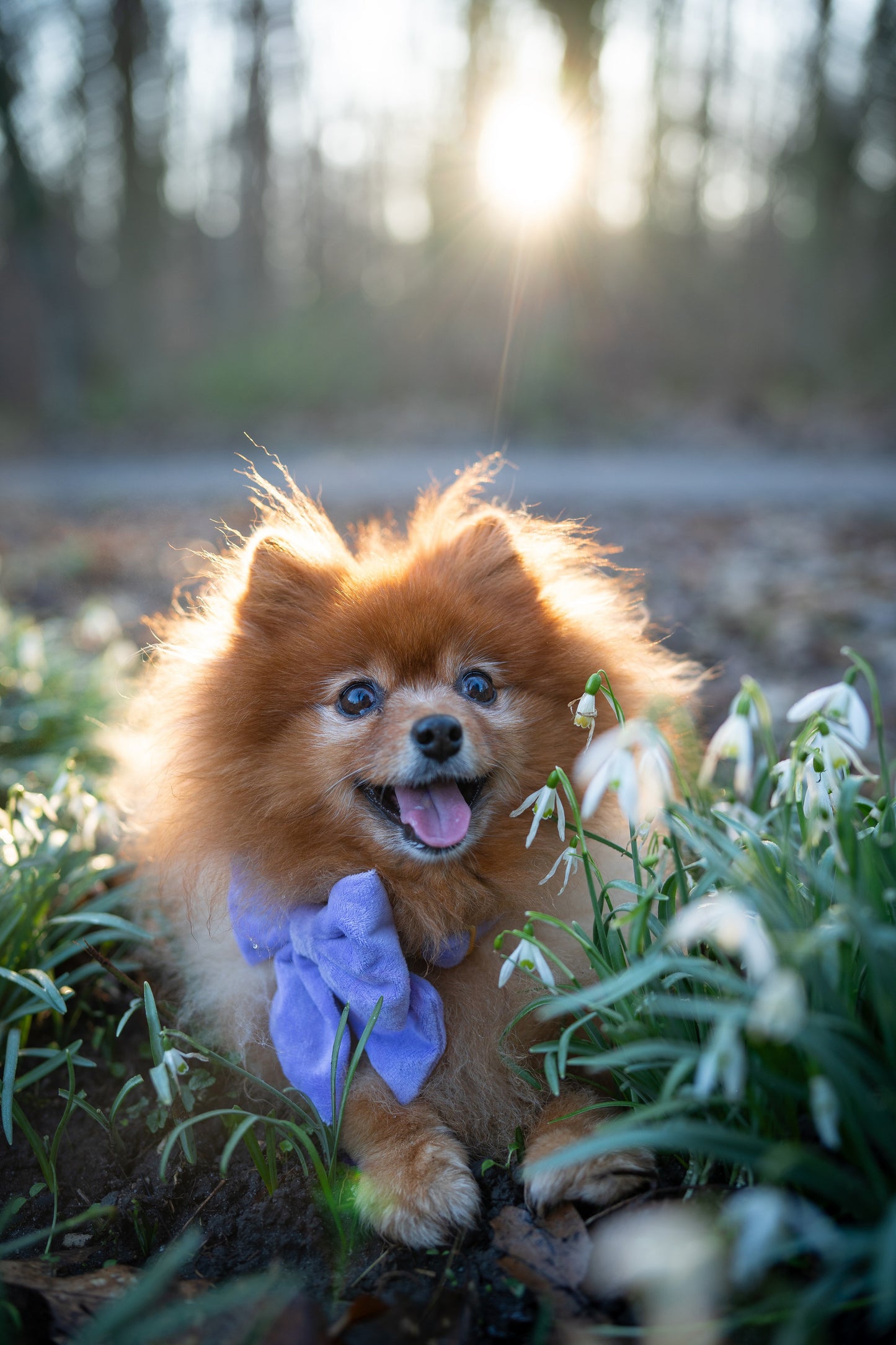 Hundehalsband Samt flieder lila