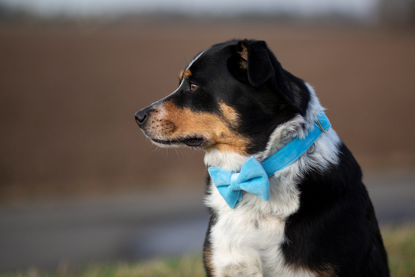 Halsband Samt hellblau