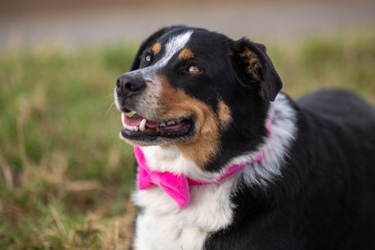 Schleife Samt pink