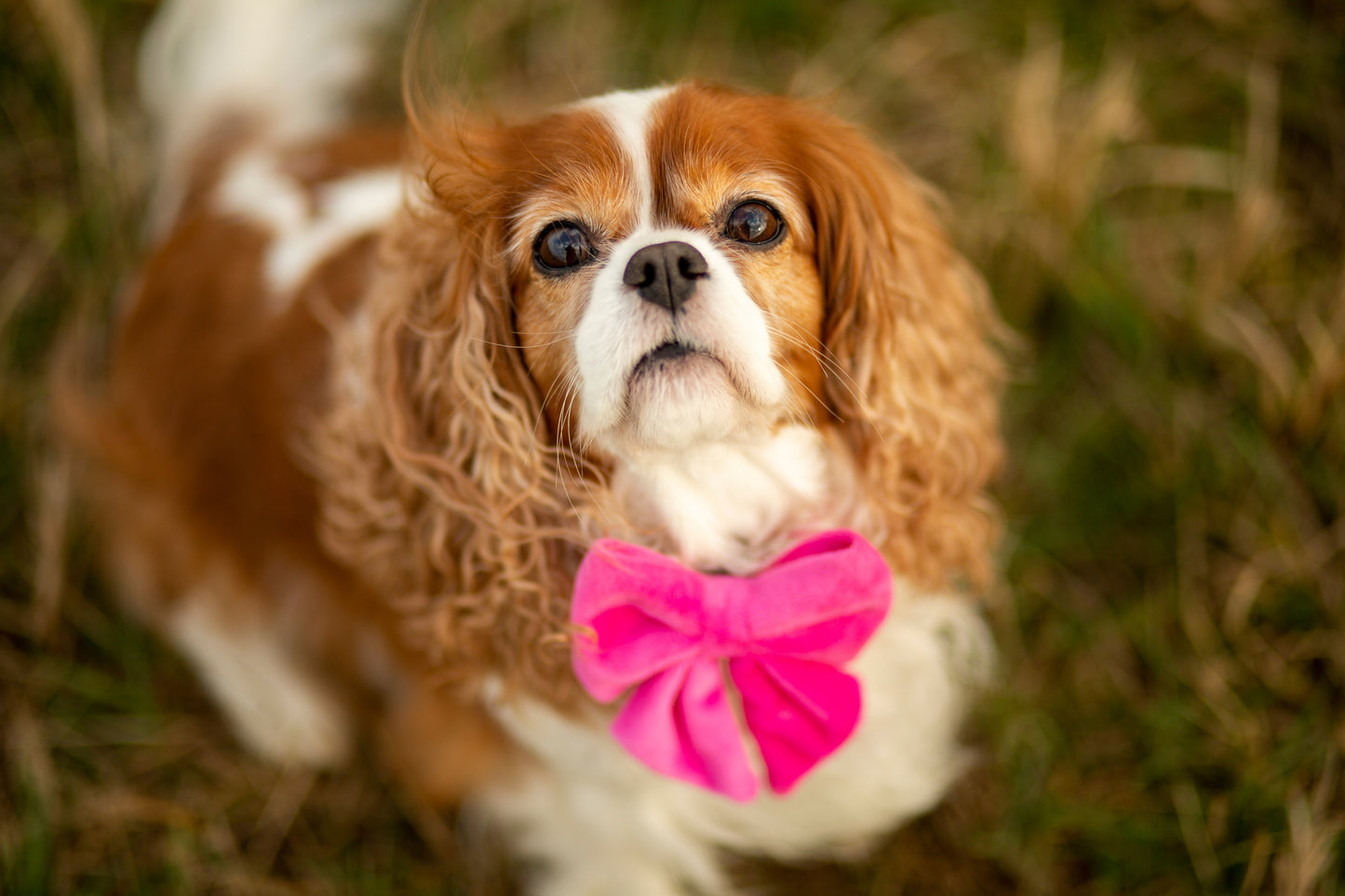 Schleife Samt pink