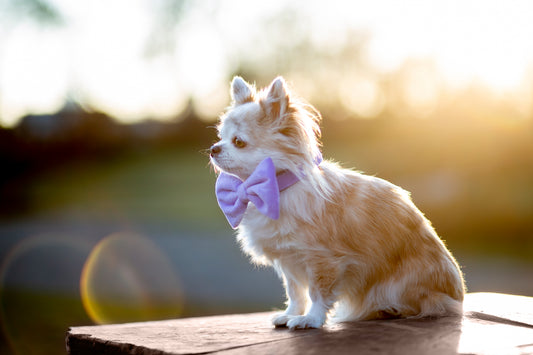 Hundehalsband Samt flieder lila