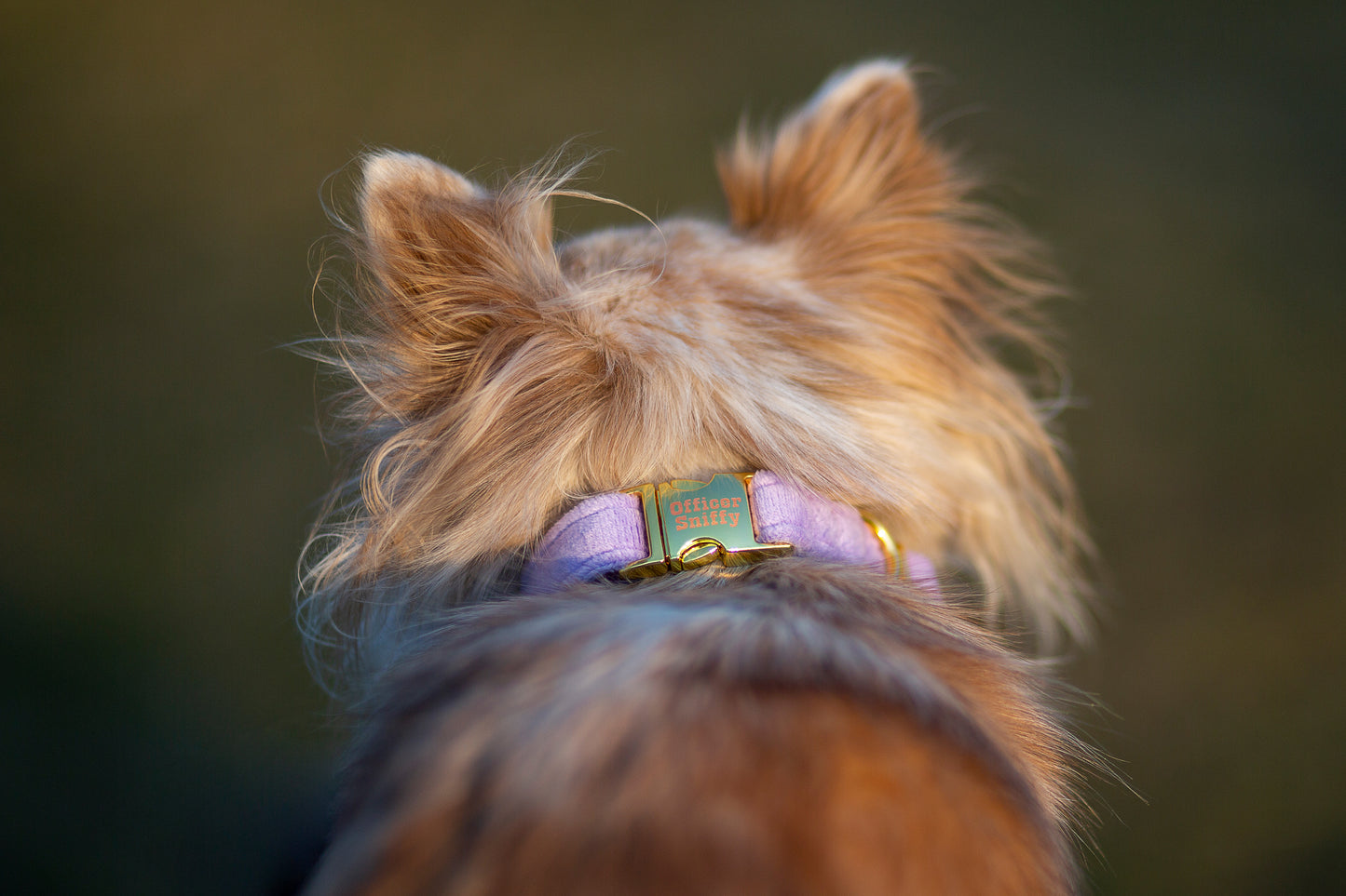 Hundehalsband Samt flieder lila
