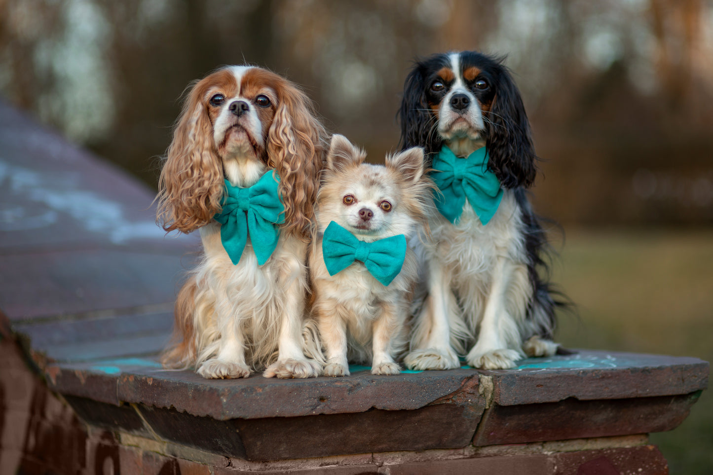 Hundehalsband Samt türkis