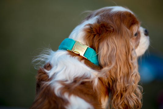 Hundehalsband Samt türkis