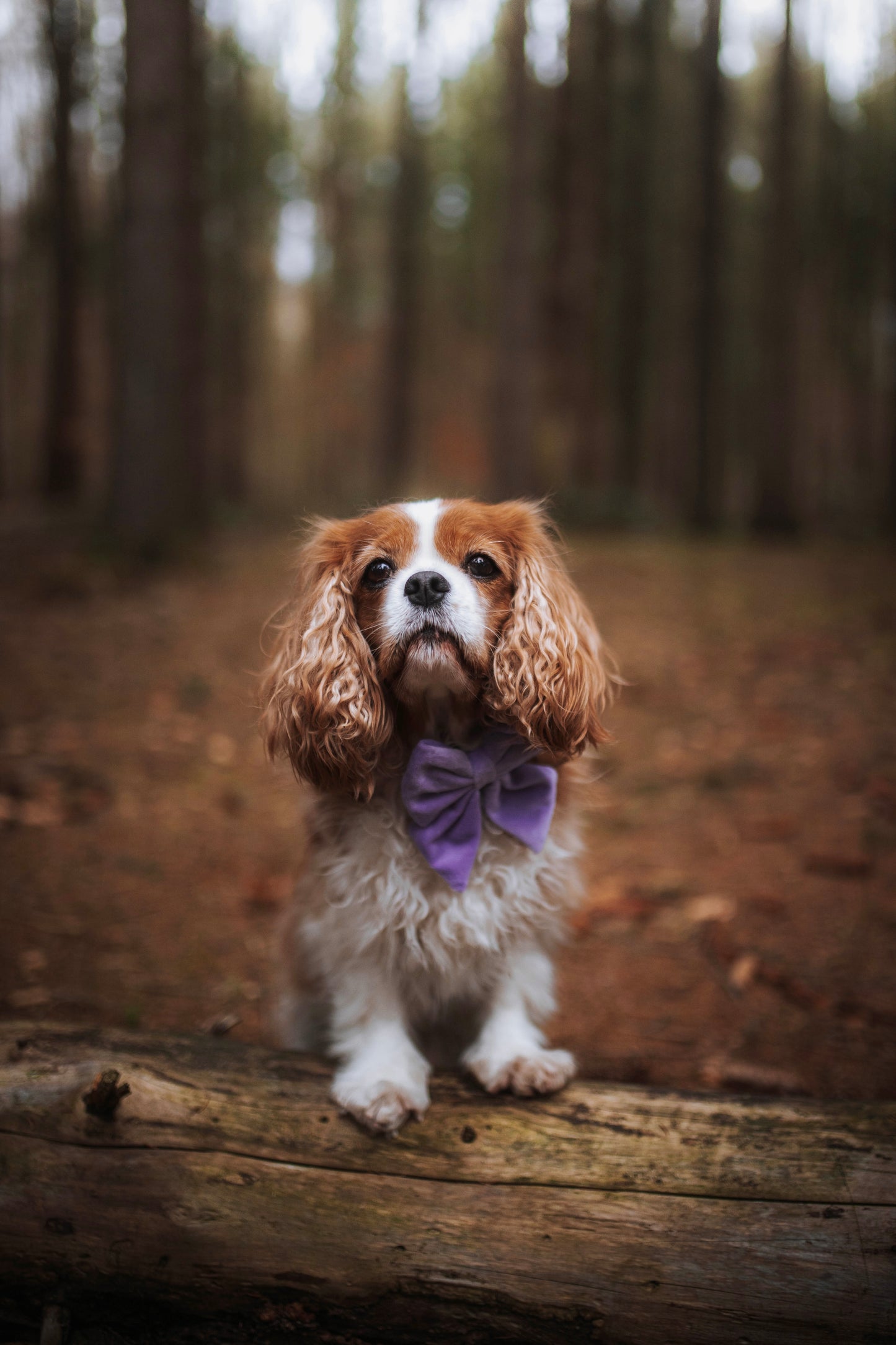 Hundehalsband Samt flieder lila