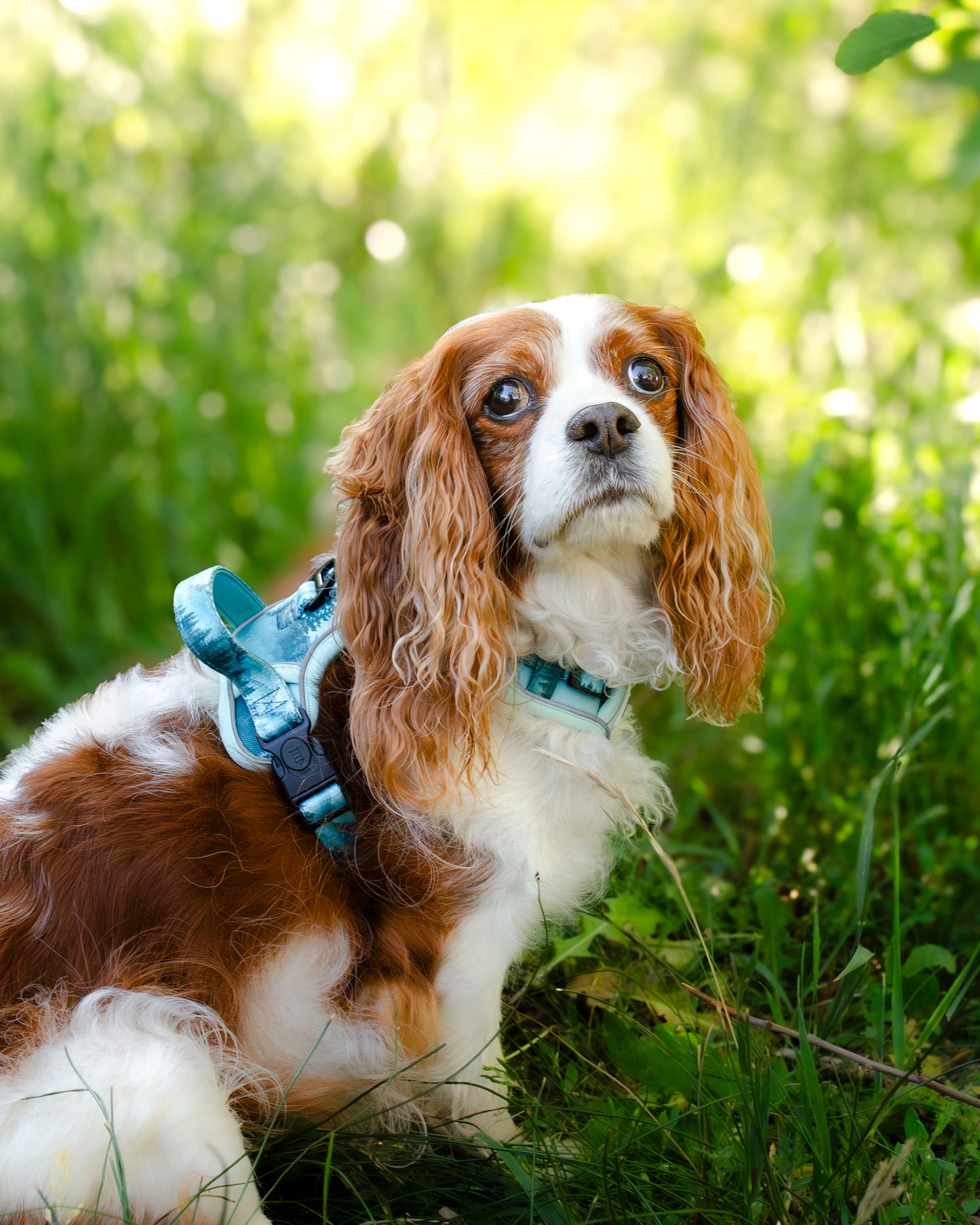 Hundegeschirr Wald Berge grün Brustgeschirr mit Griff